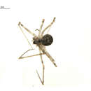 Image of Cellar spider