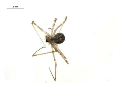 Image of Cellar spider