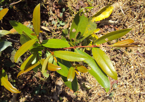 Image de Syzygium salicifolium (Wight) J. Grah.