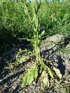 Image of smallflower hawksbeard