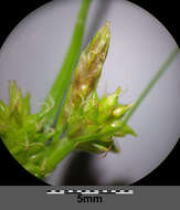 Image of Carex viridula