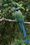 Momotus aequatorialis Gould 1858 resmi