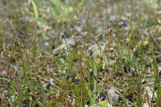 Image of Eleocharis gracilis R. Br.