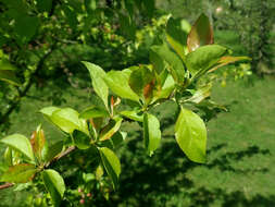 Image of Malus sieversii (Ledeb.) Roem.