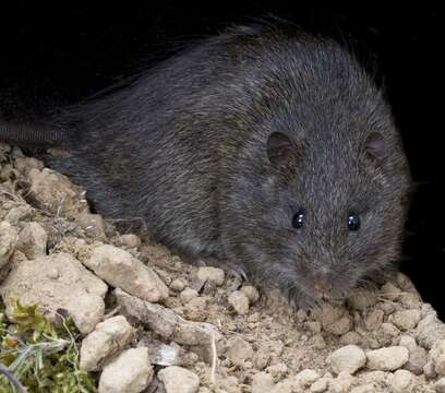 Image of Australian Swamp Rat