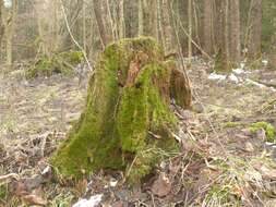 Image of Green shield moss