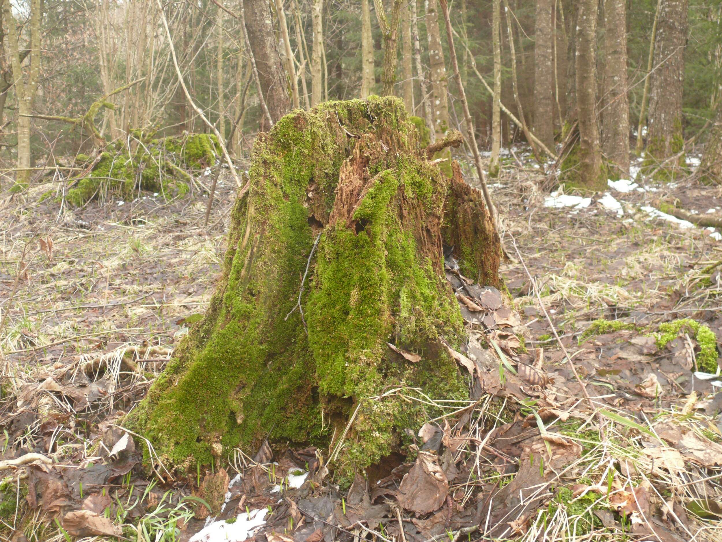 Image of Green shield moss