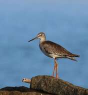 Image of Common Redshank