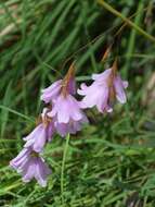 Image of Dierama pauciflorum N. E. Br.