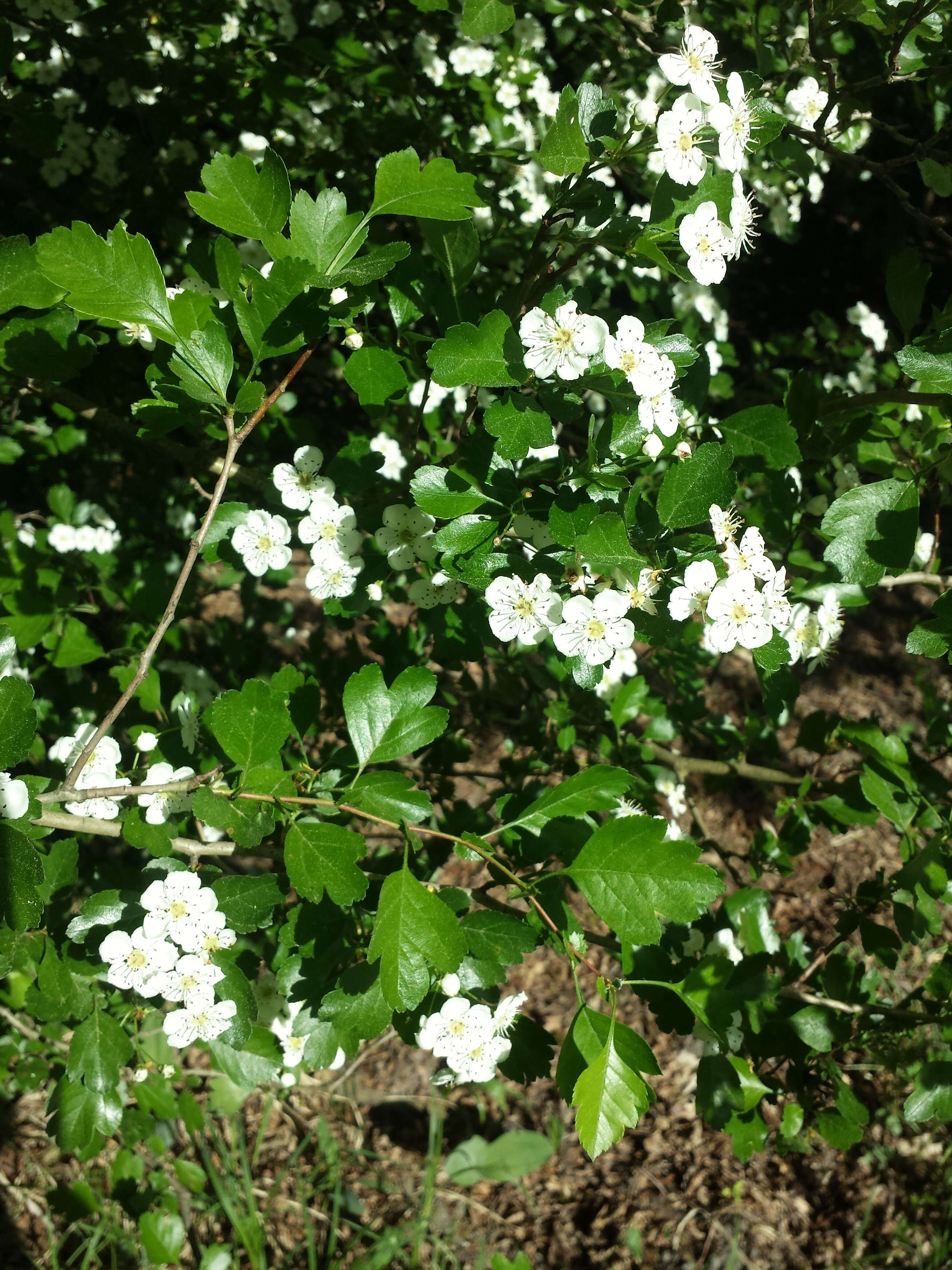 Image of Midland Hawthorn