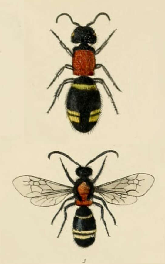 Image de Mutilla europaea Linnaeus 1758