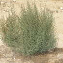 Image of Kochia