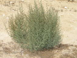 Image of Kochia