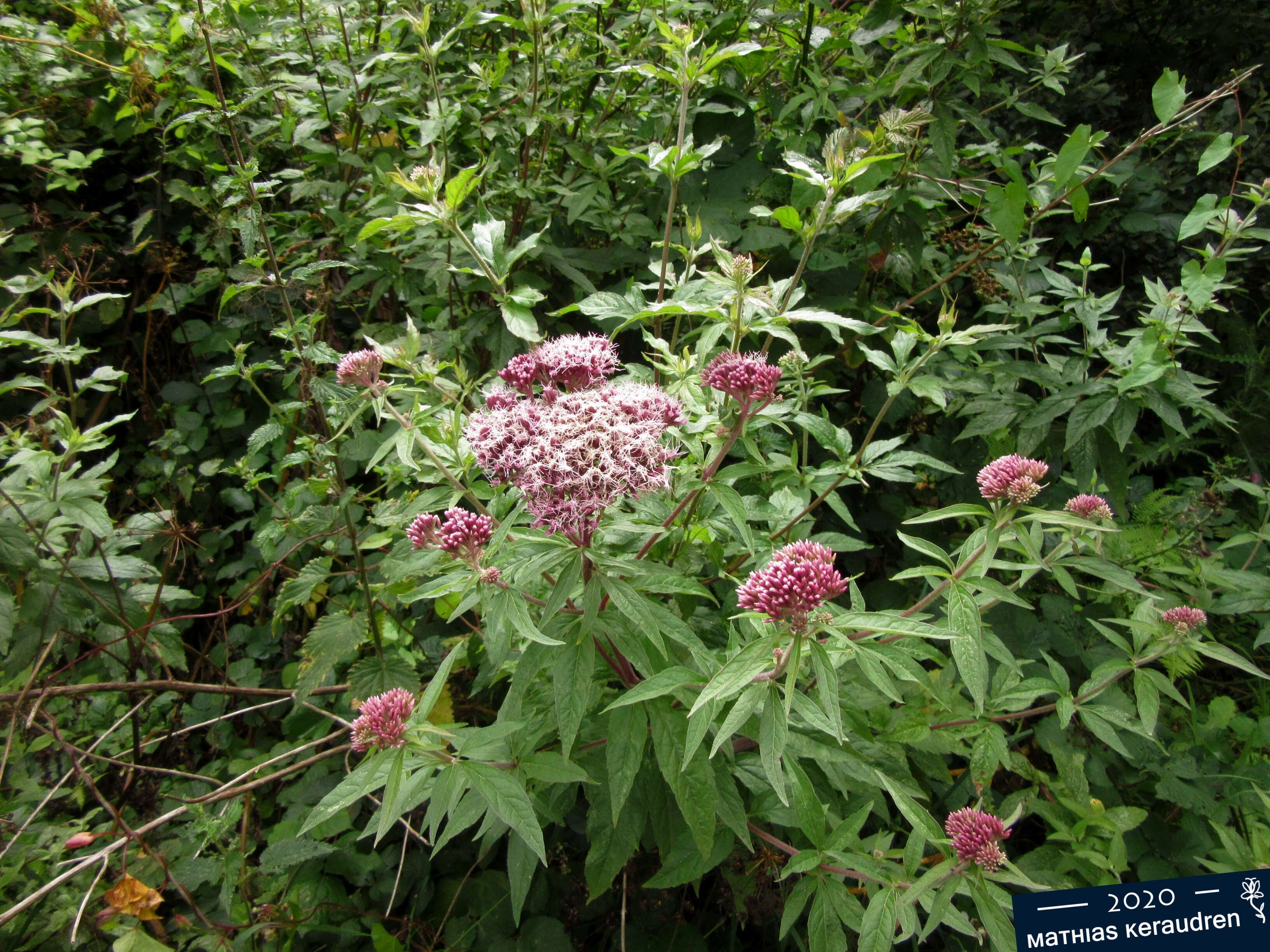 Image of hemp agrimony