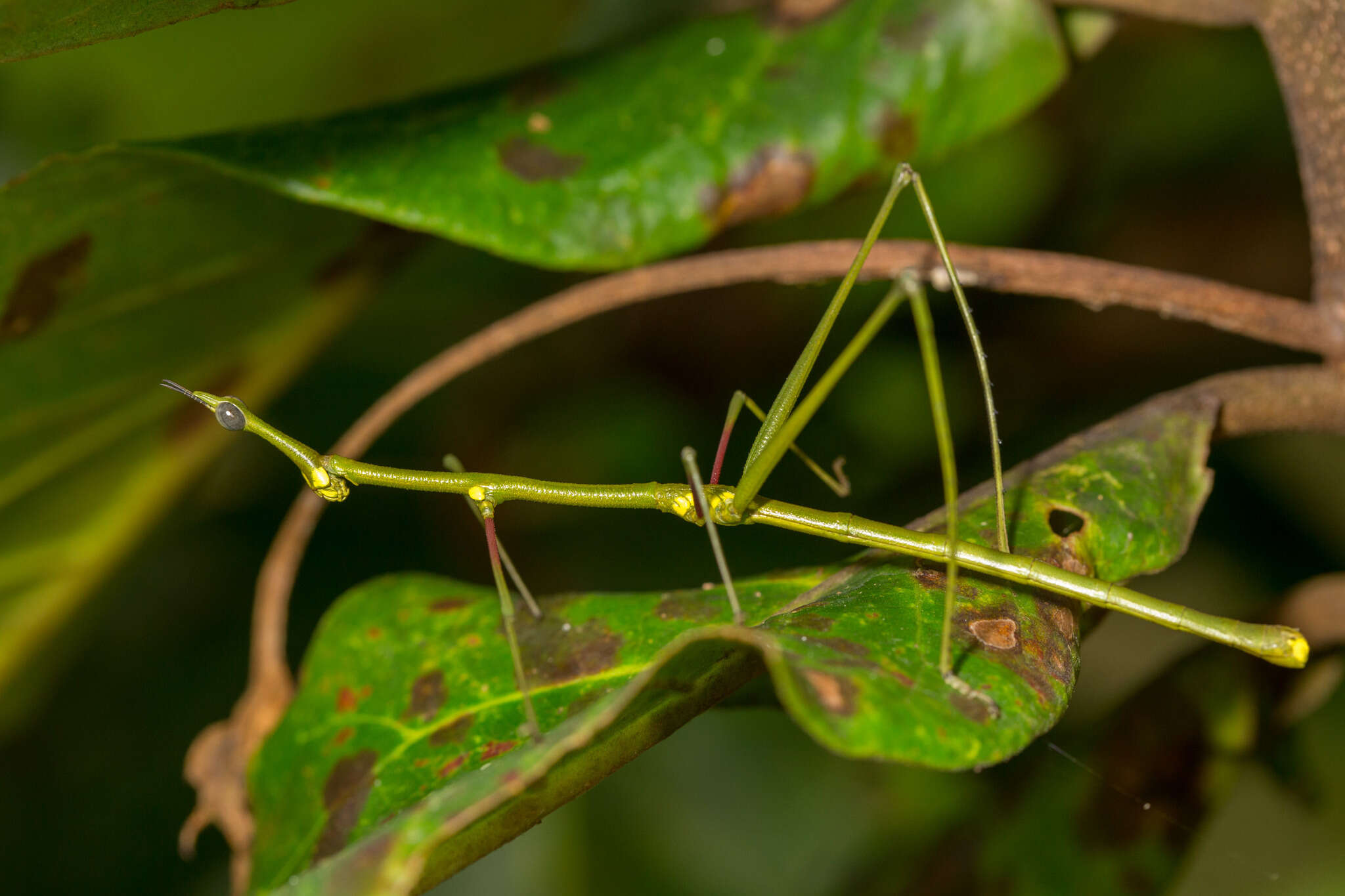 Image of Proscopiinae