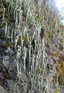 Image of cup lichen