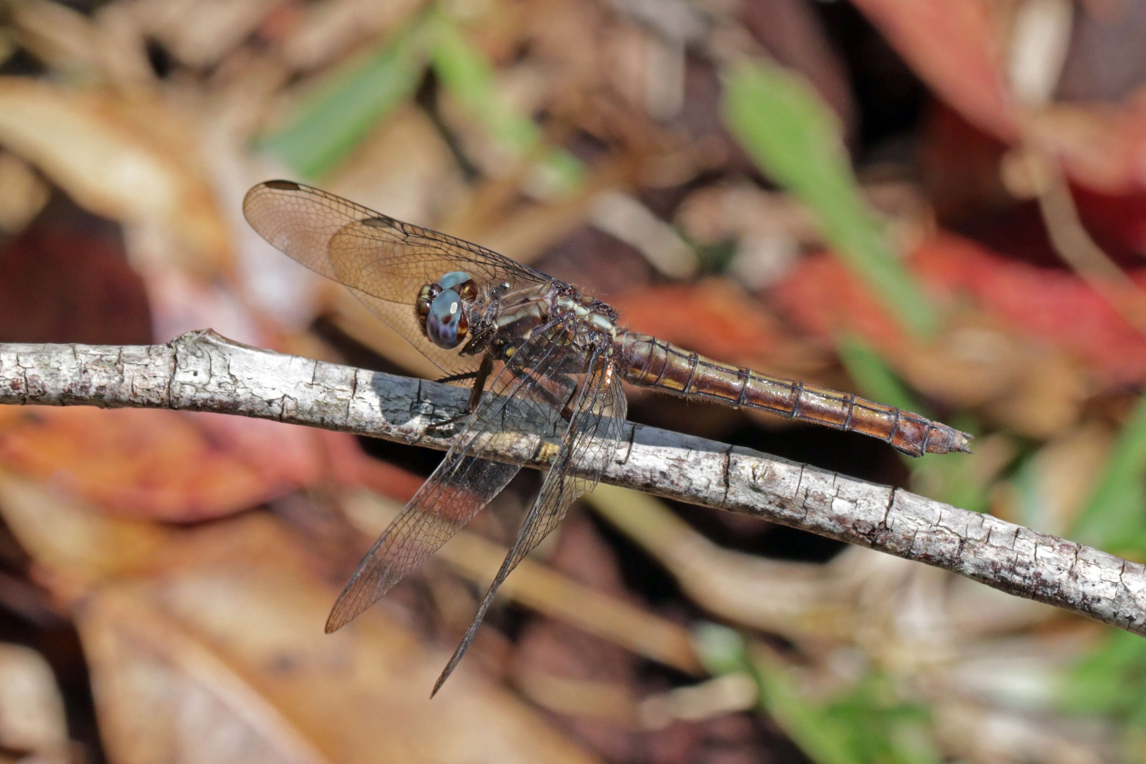 Image of Orthetrum azureum (Rambur 1842)