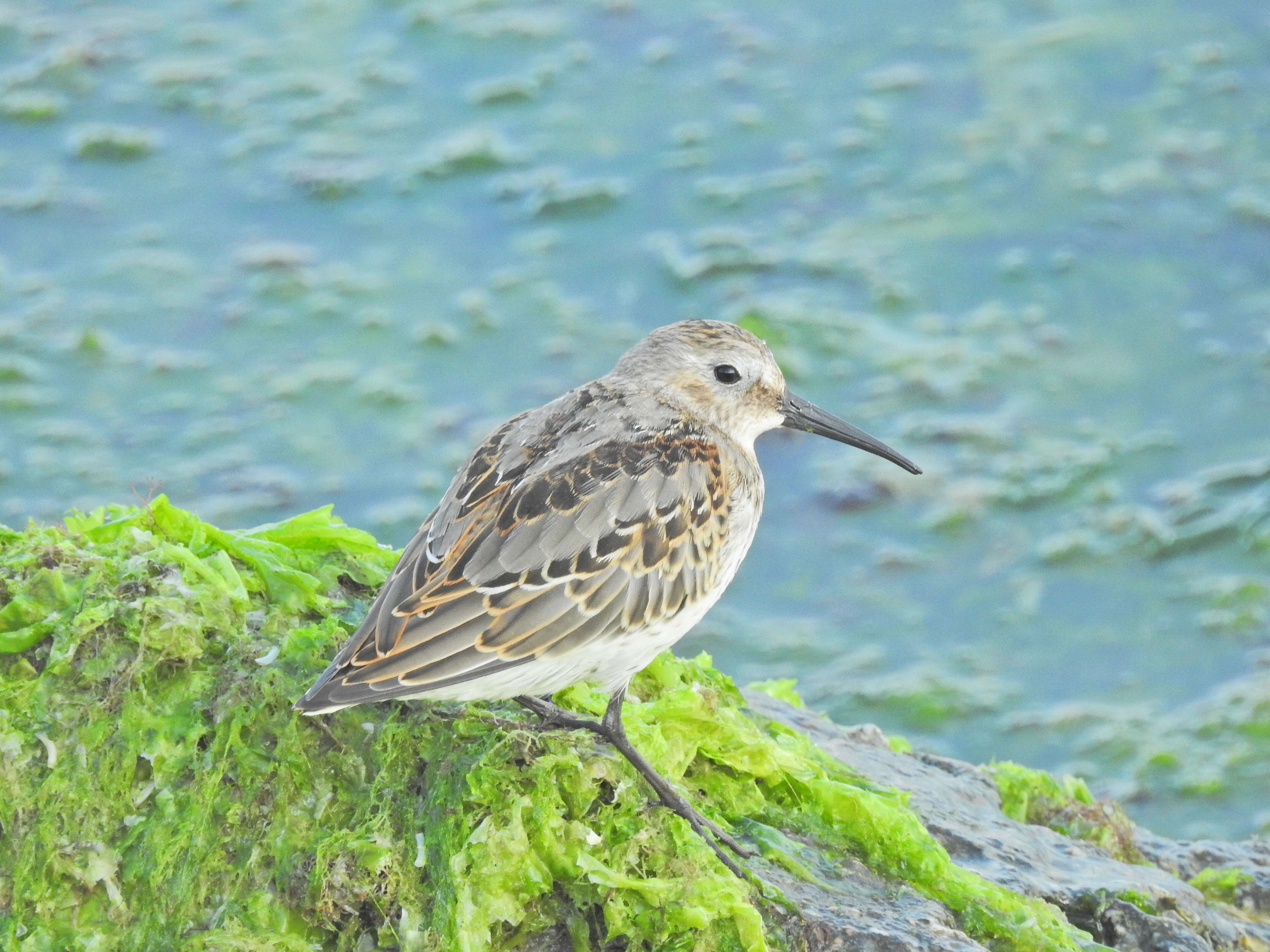 Image of Dunlin