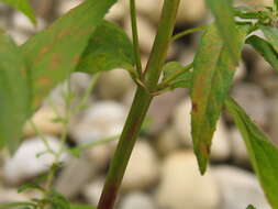 Image of american willowherb