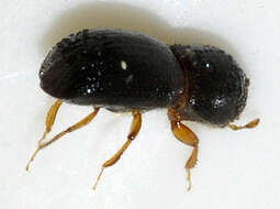 Image of Xyleborus