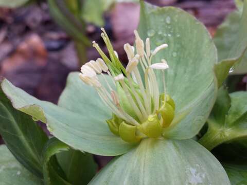 Image of Green Hellebore