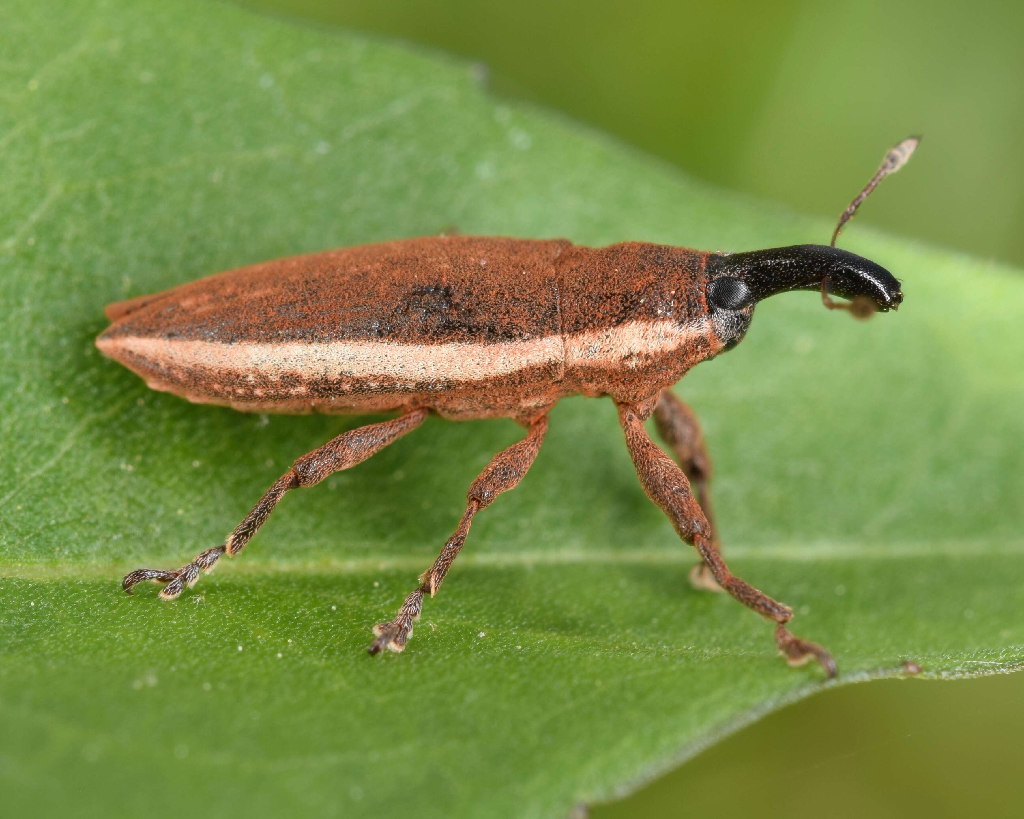 Image of Lixus placidus Le Conte 1876