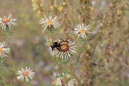 Image of Halictus scabiosae (Rossi 1790)