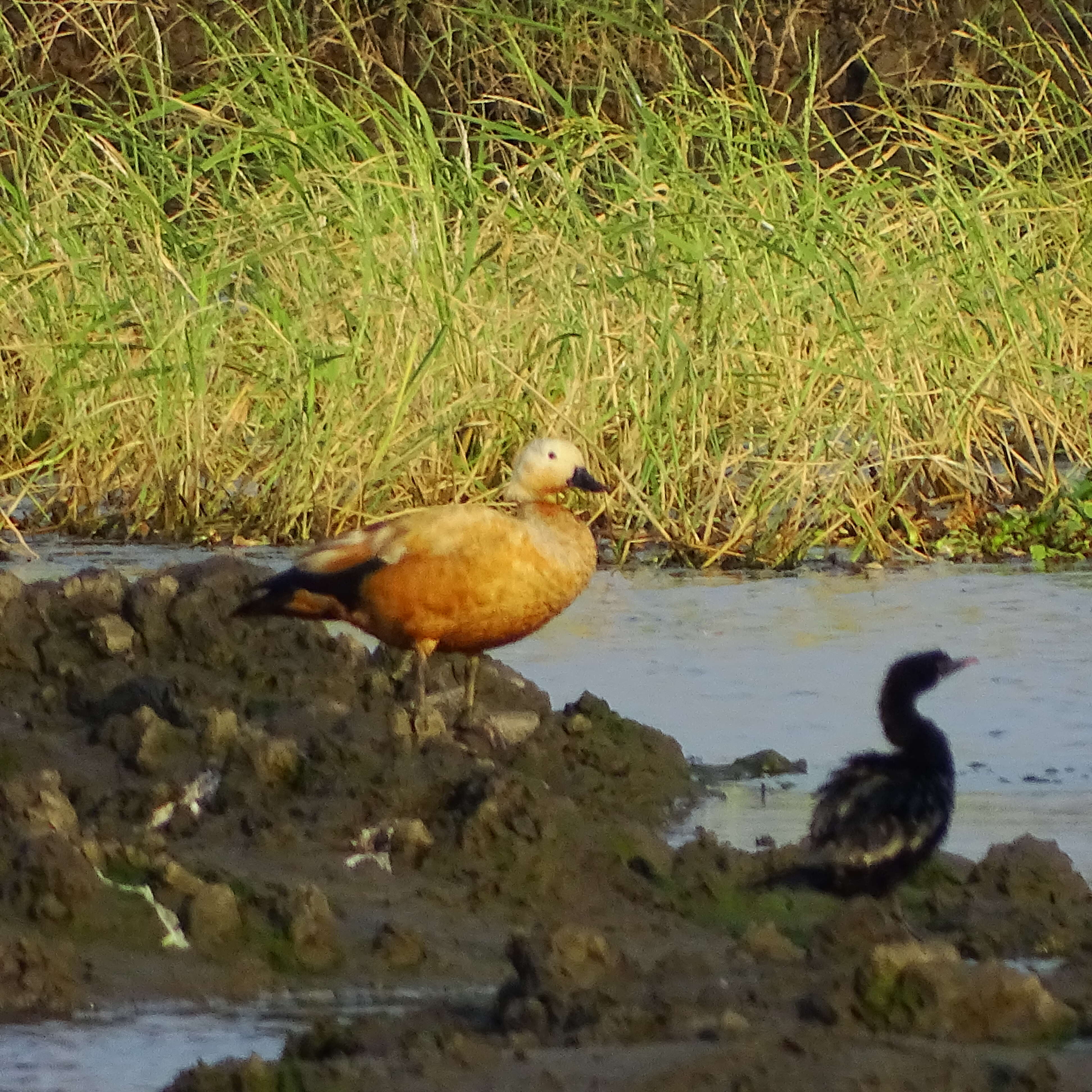 Image of Ruddy Shelduck