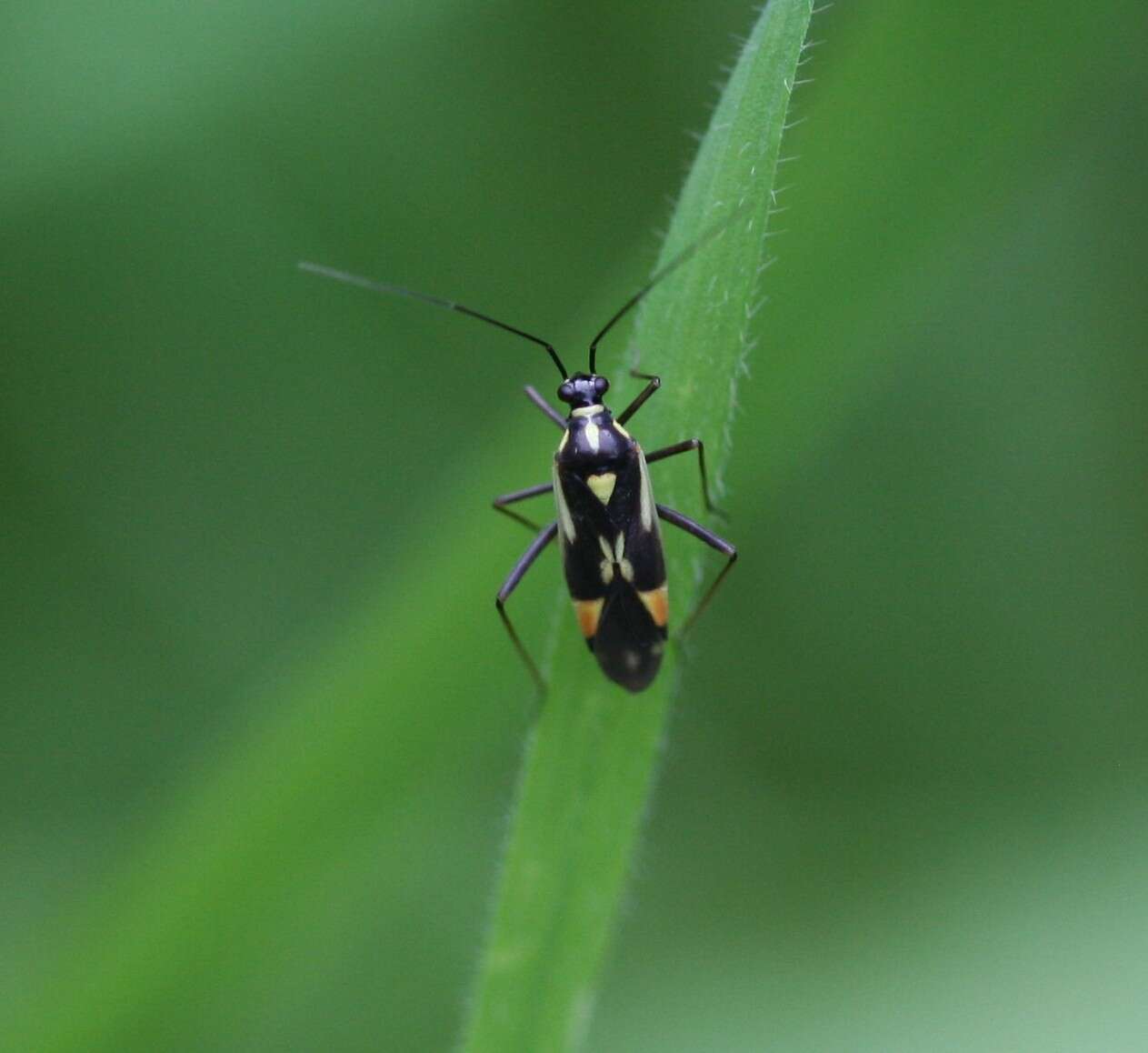 Image of Grypocoris stysi (Wagner 1968)