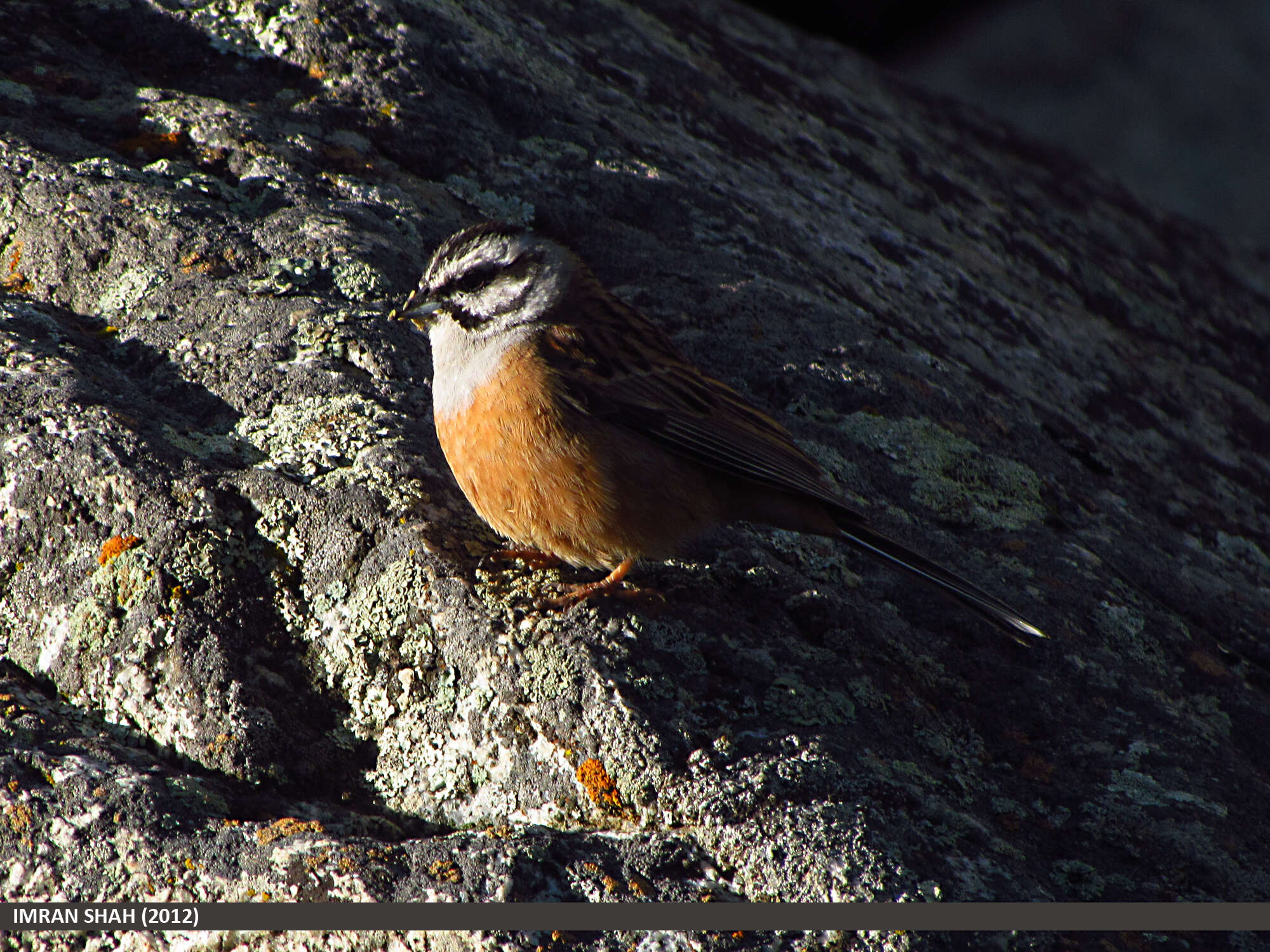 Image of European Rock Bunting