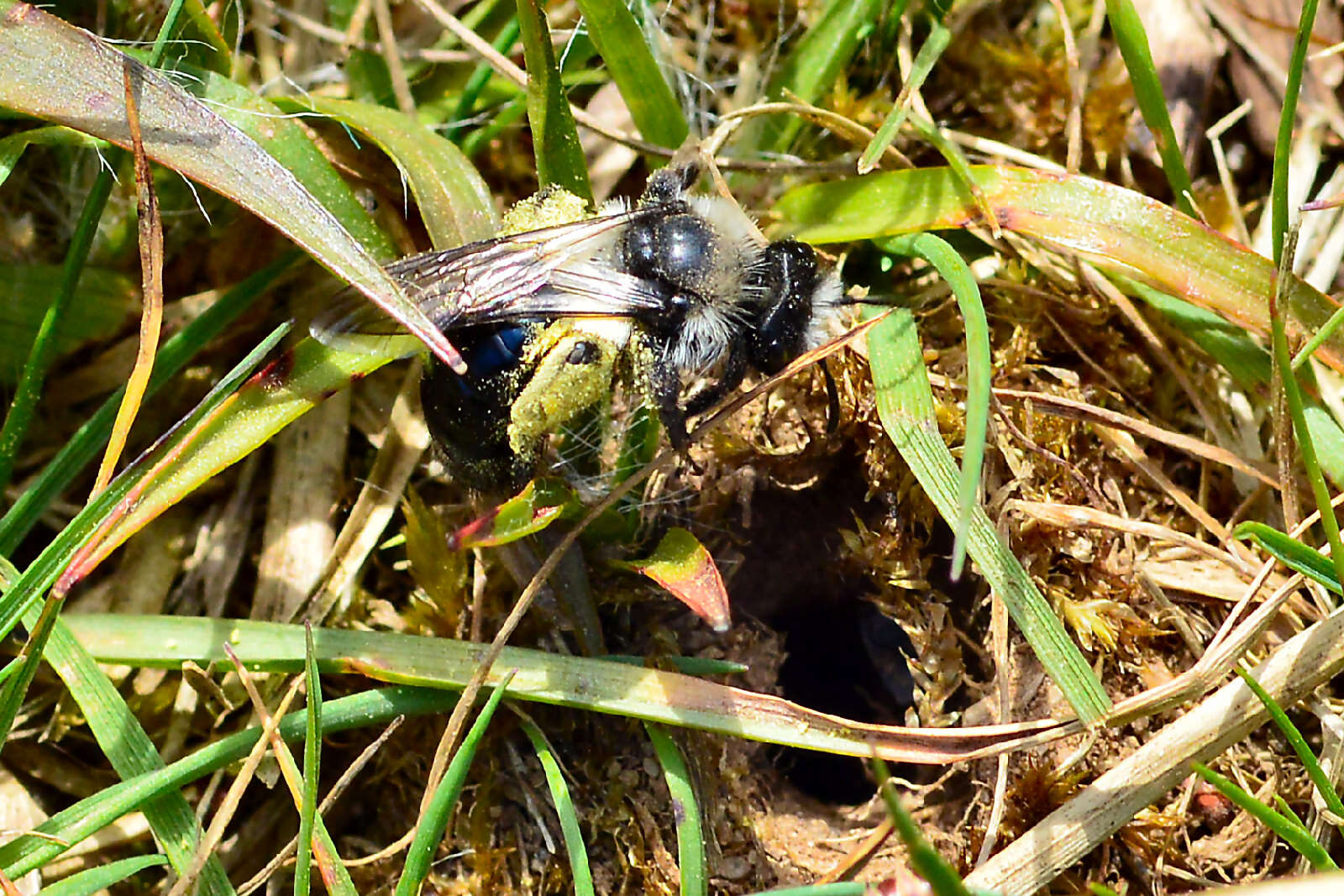 Image of Ashy Mining Bee