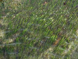 Image of Eelgrass