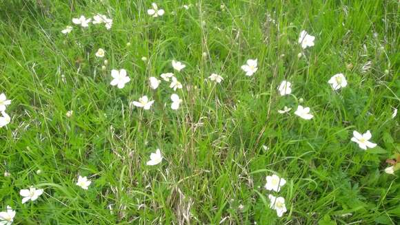 Image of Snowdrop Anemone