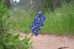 Image of Texas lupine