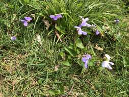 Image of common blue violet