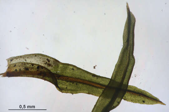 Image of barbula moss