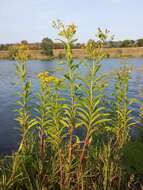 Image of Senecio sarracenicus L.