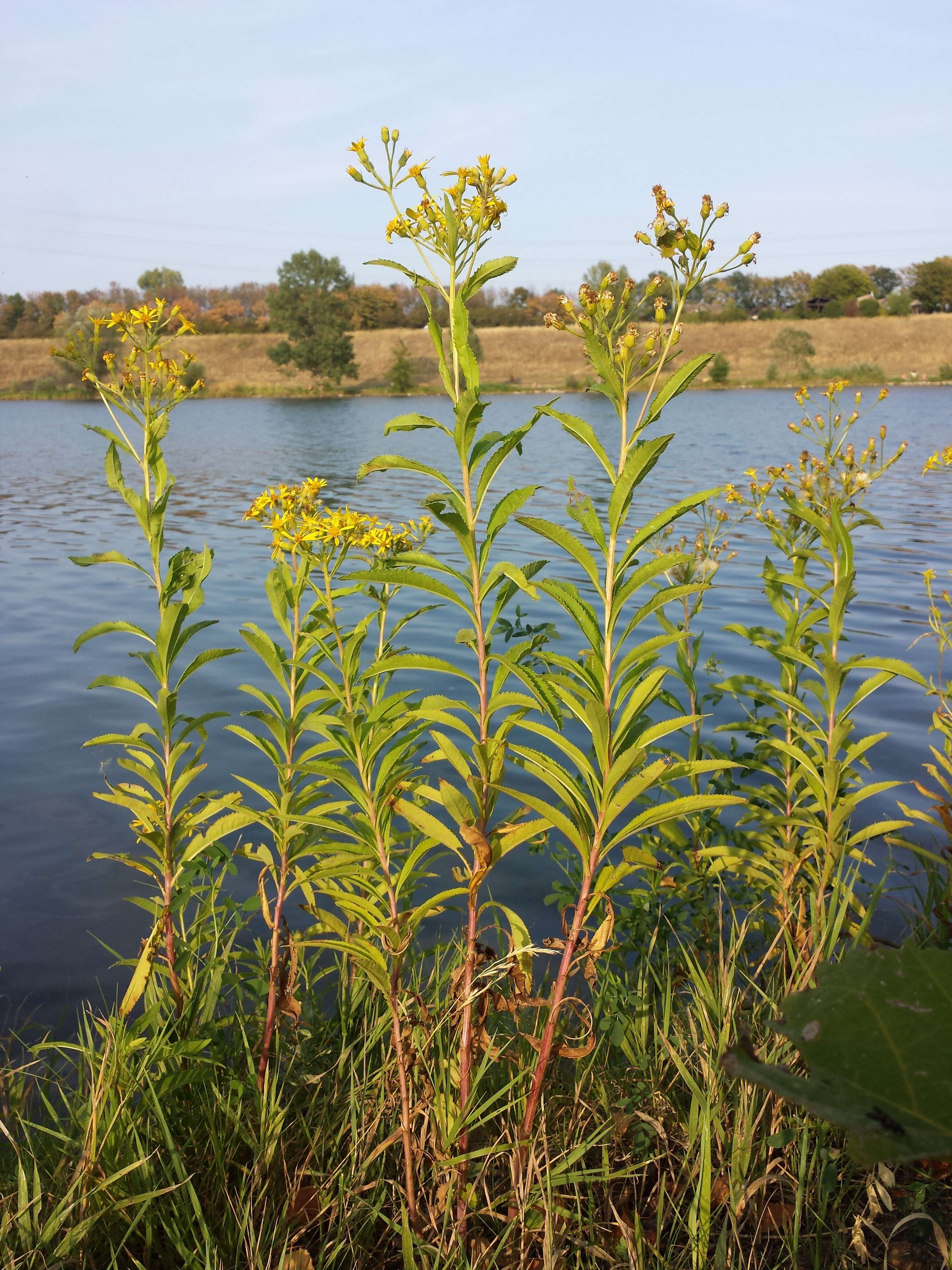 Image of Senecio sarracenicus L.