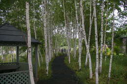 Image of Szechuan white birch