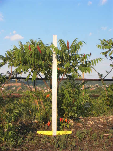 Image de Sumac vinaigrier