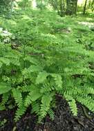 Image of Northern maidenhair fern