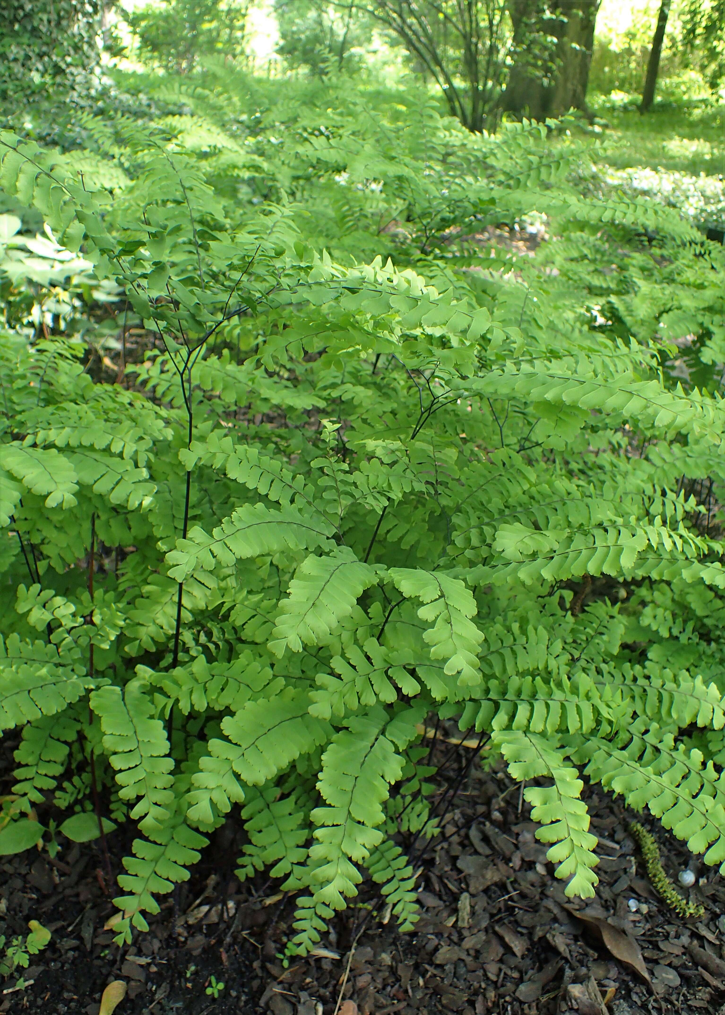 Image of Northern maidenhair fern