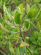 Image of ridgetop naupaka