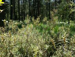 Imagem de Rhododendron tomentosum (Stokes) Harmaja