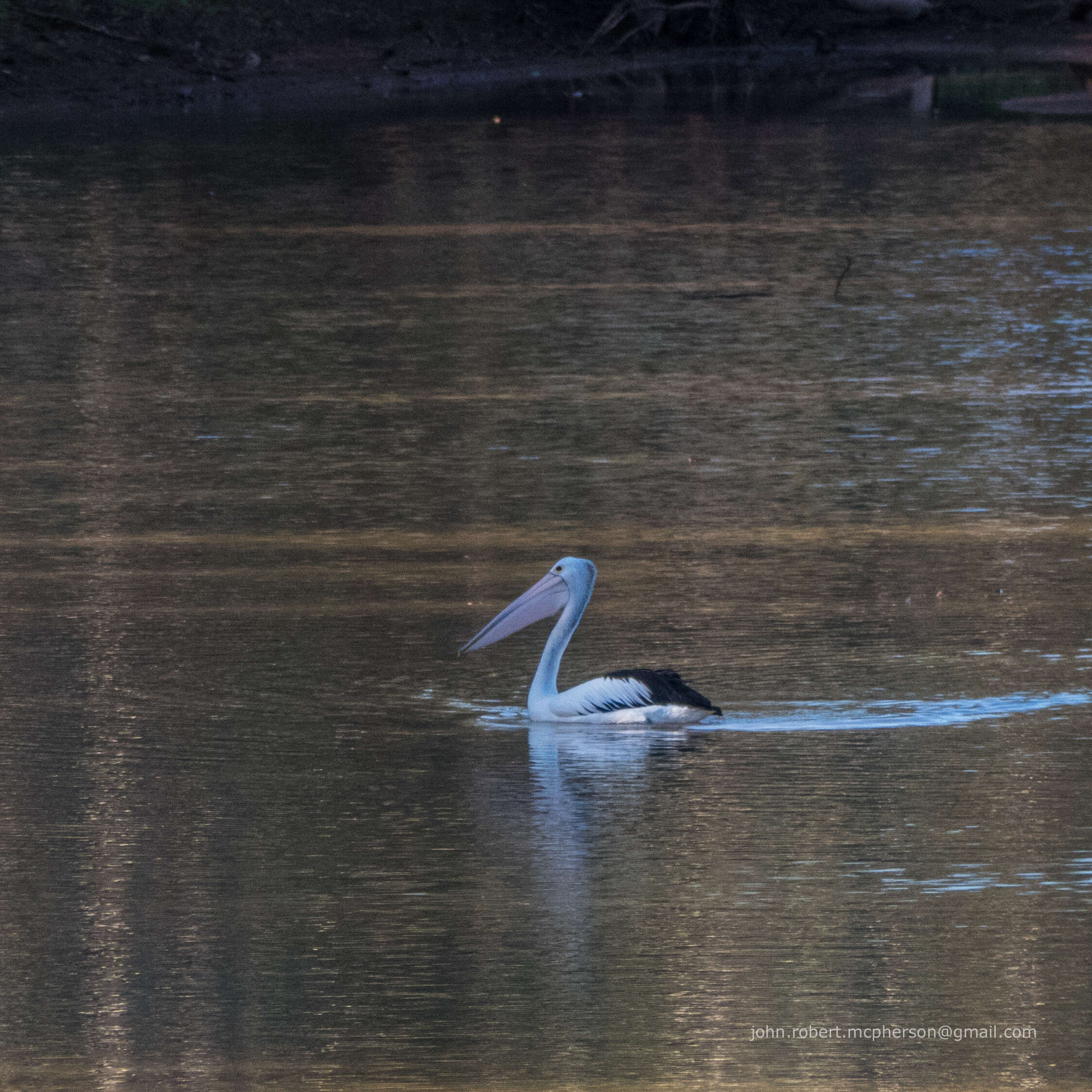 Image of Australian Pelican