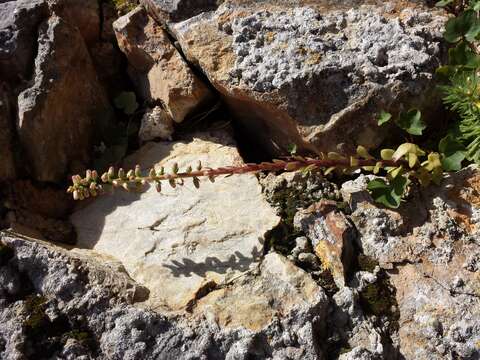 Image of Horizontal navelwort