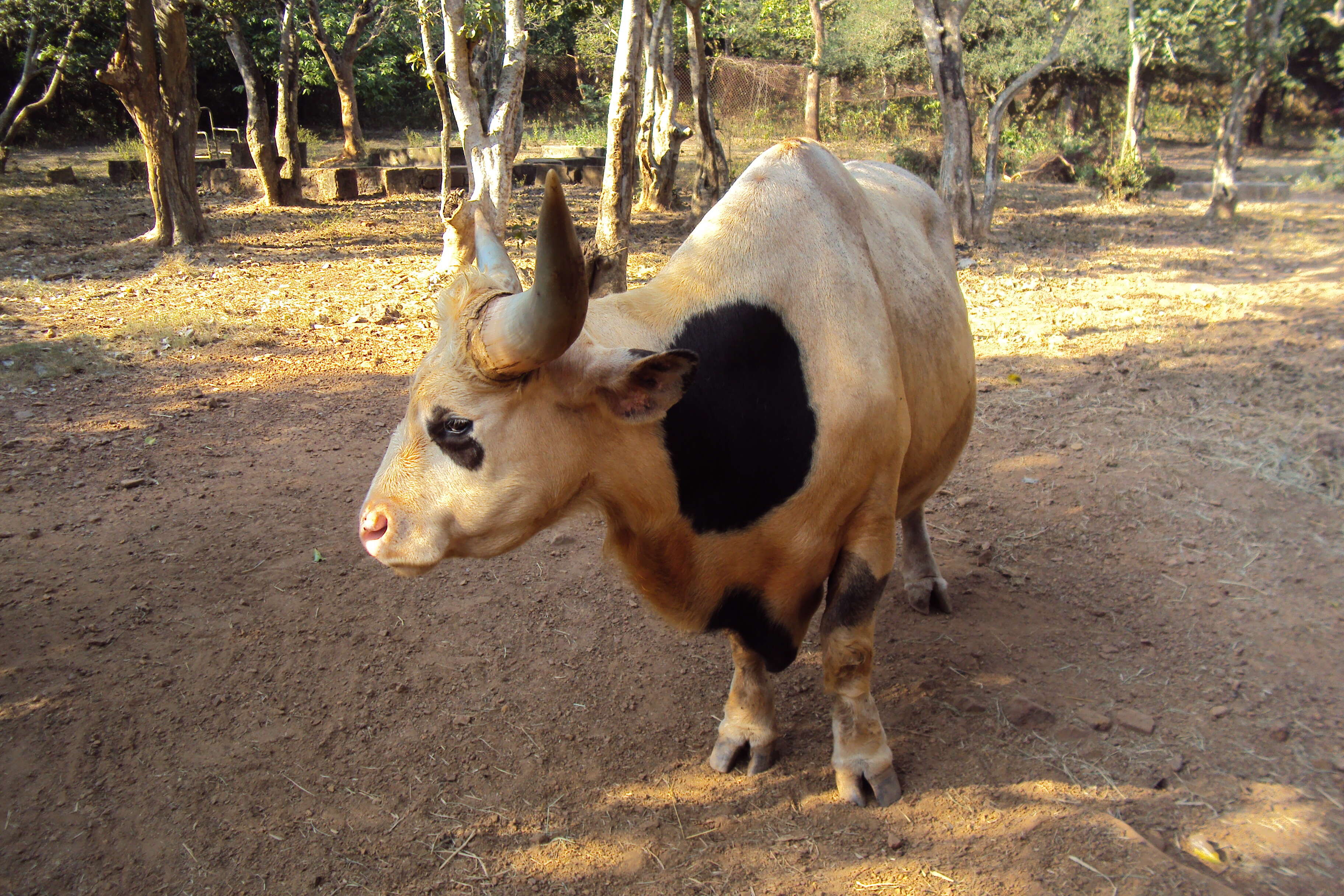 Image of Gaur