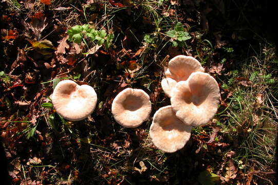 Image of funnel clitocybe