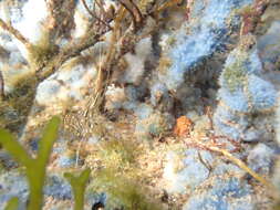 Image of Rockpool shrimp