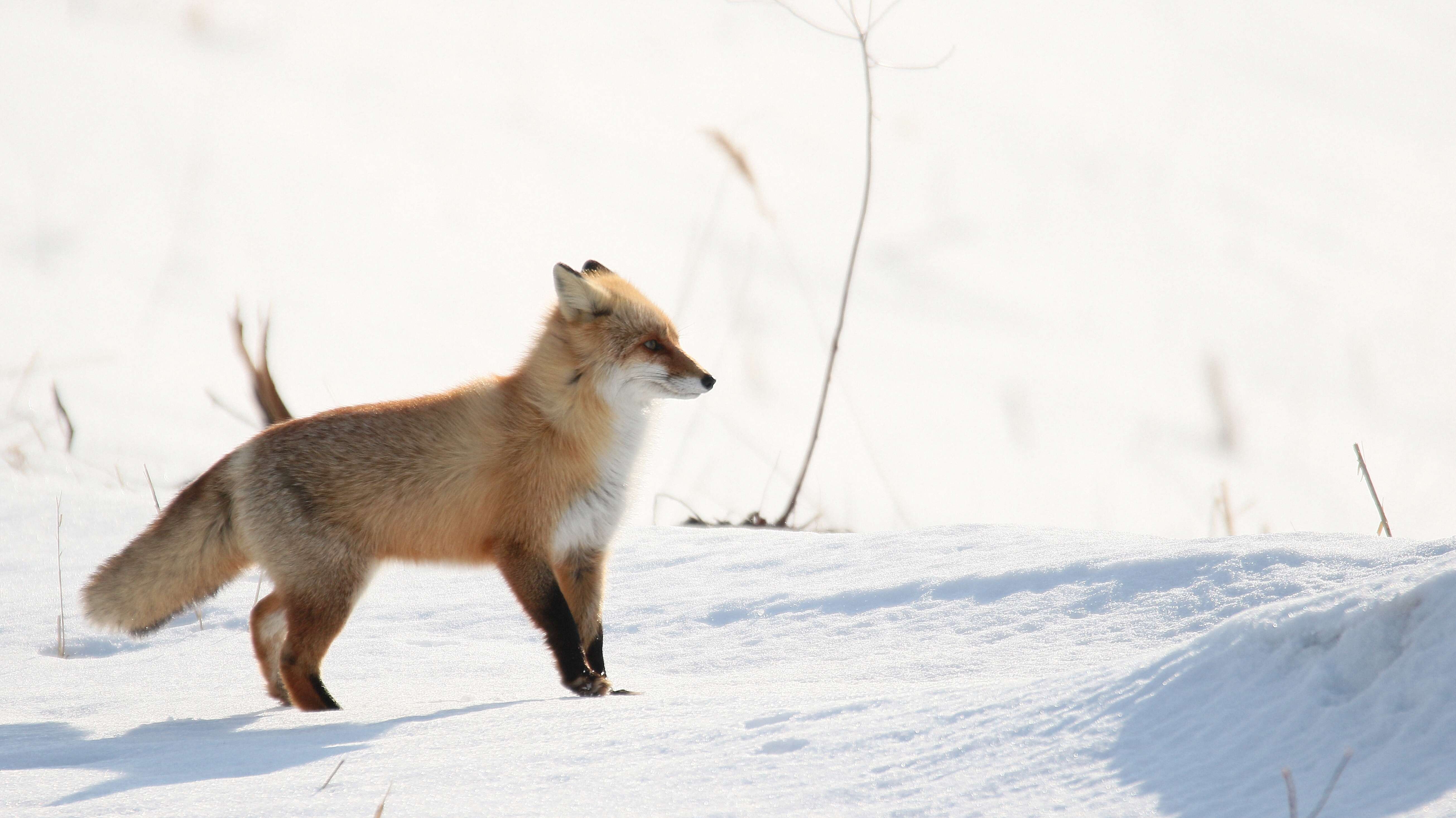 Imagem de Vulpes vulpes schrencki Kishida 1924